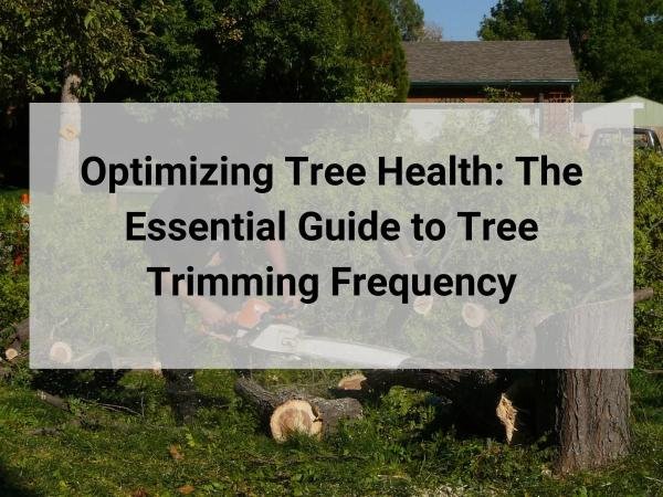 Tree health the essential