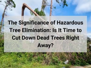 The Significance of Hazardous Tree Elimination: Is It Time to Cut Down Dead Trees Right Away?