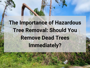 hazardous tree removal