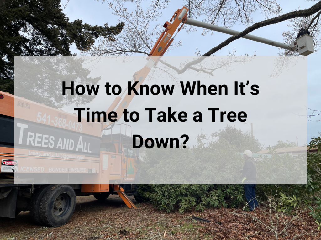 tree trimming