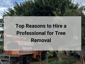 Top Reasons to Hire a Professional for Tree Removal