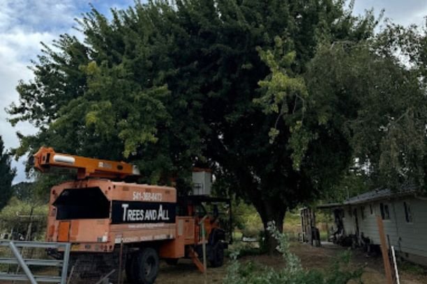 Tree Removal