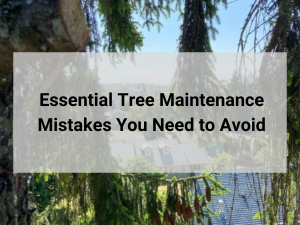 Tree Maintenance Mistakes